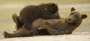 bear composite pano